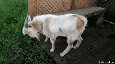 Fainting Goat 2